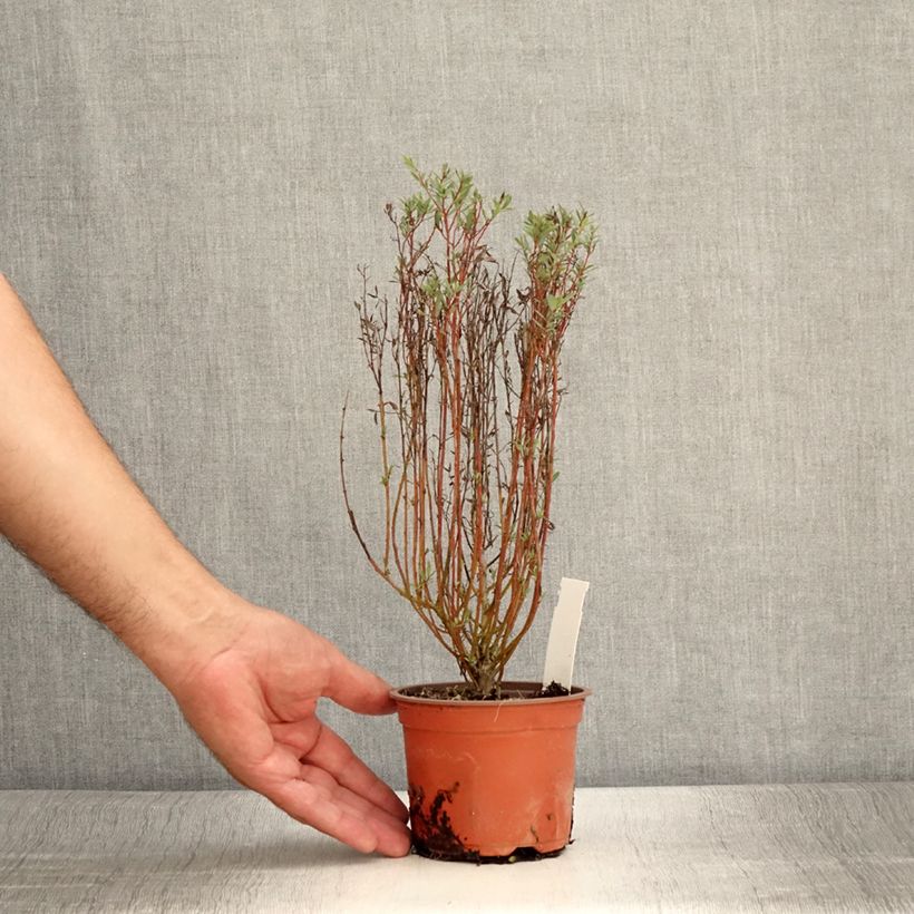 Amostra de Salgueiro-roxo Nana - Salix purpurea Vaso de 8/9 cm tal como entregue no verão