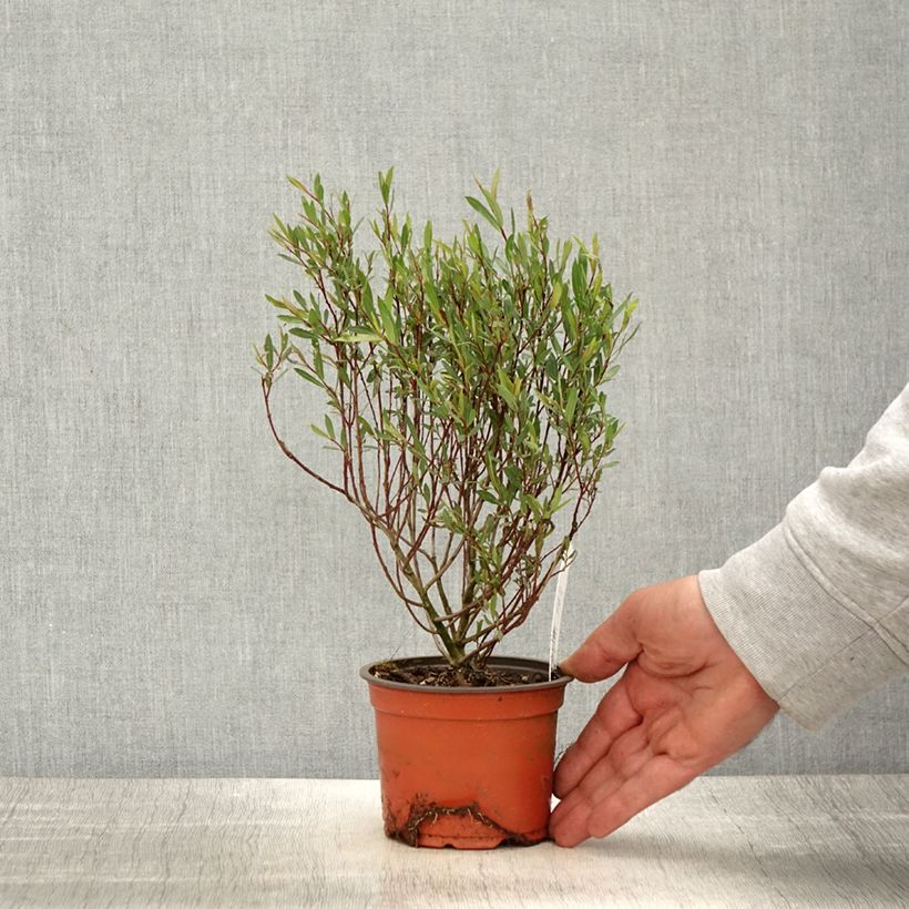 Amostra de Salgueiro-roxo Nana - Salix purpurea Vaso de 8/9 cm tal como entregue na primavera