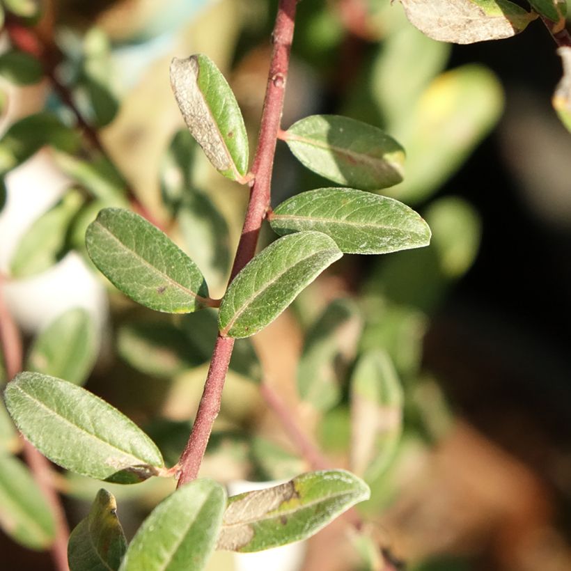 Salgueiro-rasteiro Armando - Salix repens (Folhagem)