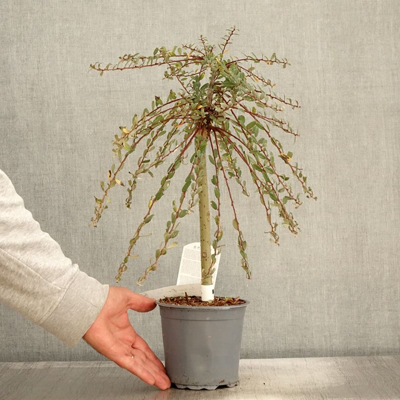 Amostra de Salix repens Armando - Saule rampant Pot de 1,5L/2L, Mini-tige, Tige de 30 cm tal como entregue no outono