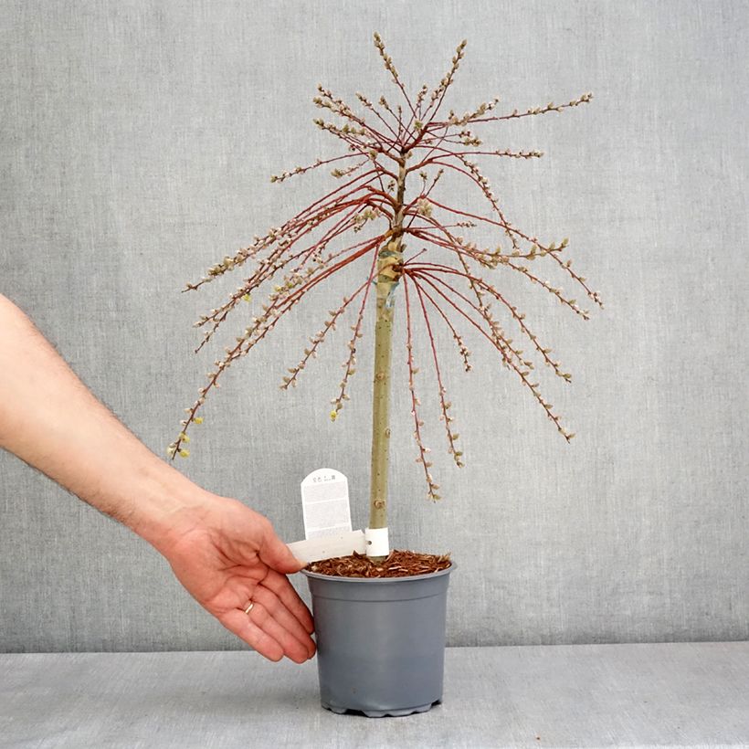 Amostra de Salgueiro-rasteiro Armando - Salix repens Vaso de 1,5 L/2 L, Mini-haste tal como entregue na primavera