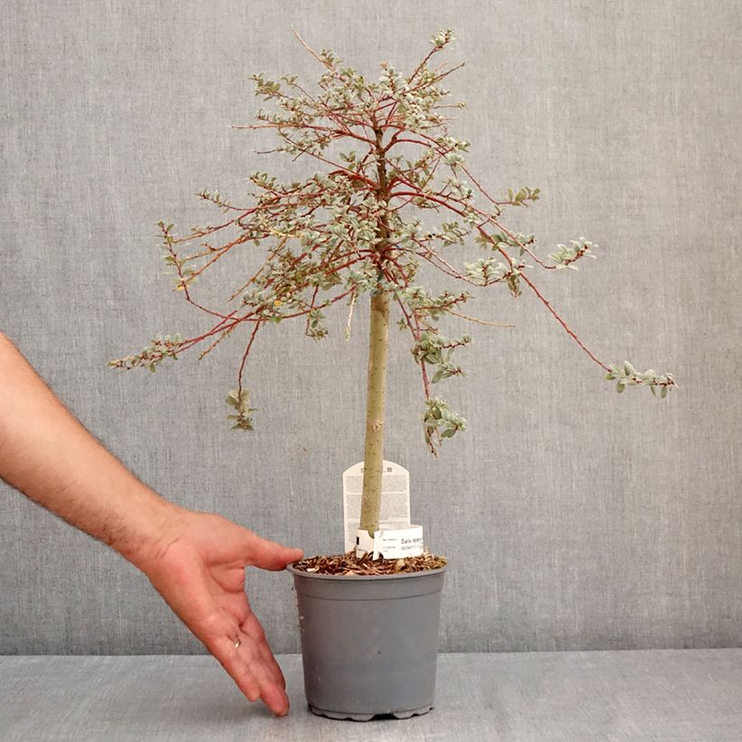 Amostra de Salgueiro-rasteiro Armando - Salix repens Vaso de 1,5 L/2 L, Mini-haste tal como entregue no verão
