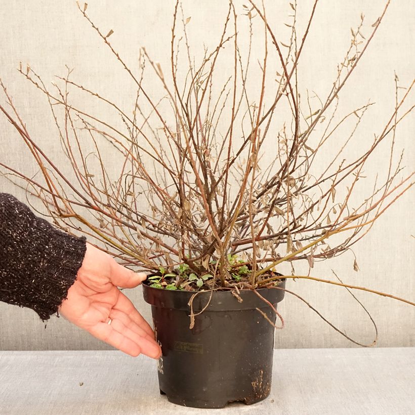 Amostra de Salgueiro-rasteiro Nitida - Salix repens Vaso de 2 L/3 L tal como entregue no inverno