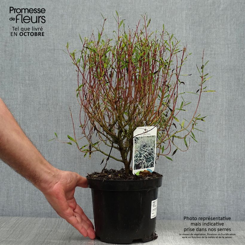 Amostra de Salgueiro-rasteiro - Salix repens Vaso de 2 L/3 L tal como entregue no outono