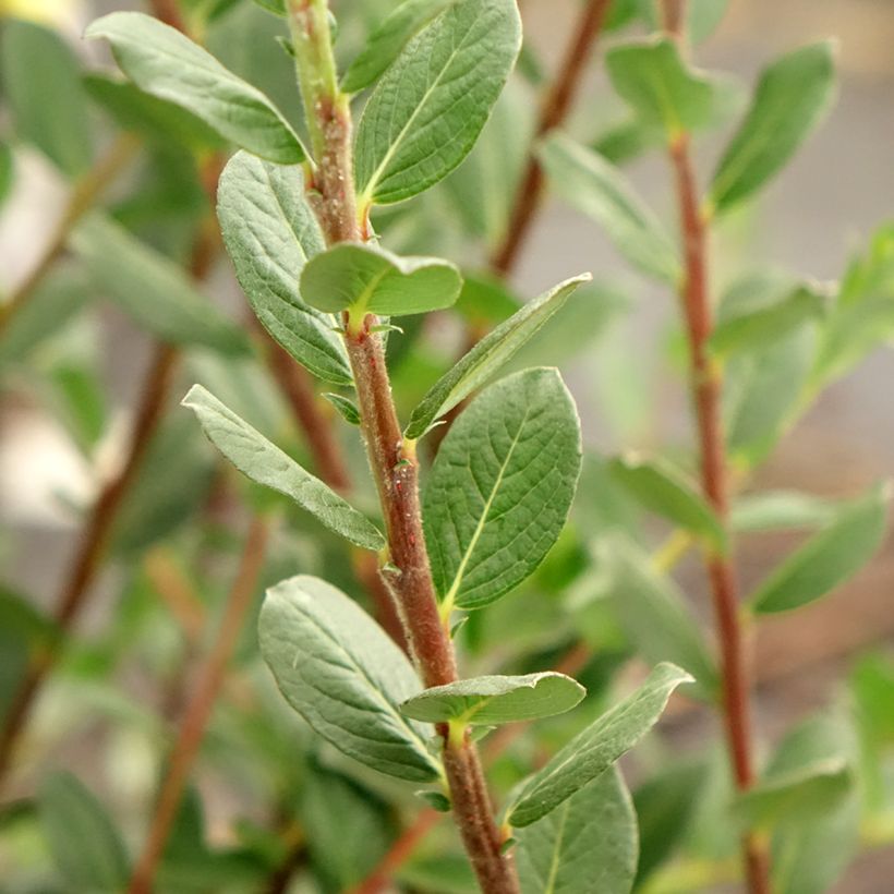 Salgueiro-rasteiro - Salix repens (Folhagem)