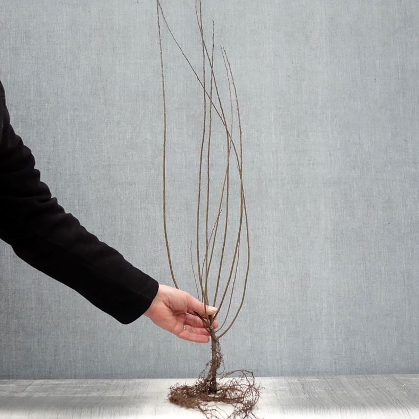 Amostra de Salgueiro-rasteiro - Salix repens Raízes nuas tal como entregue no inverno