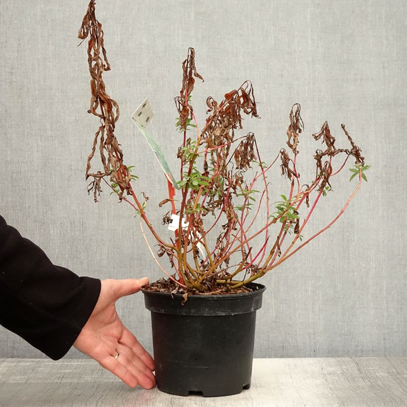 Amostra de Salix sachalinensis Sekka - Salgueiro Vaso de 3 L/4 L tal como entregue no outono