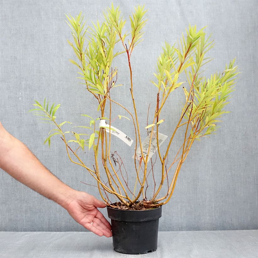 Amostra de Salix sachalinensis Sekka - Salgueiro Vaso de 3 L/4 L tal como entregue no verão