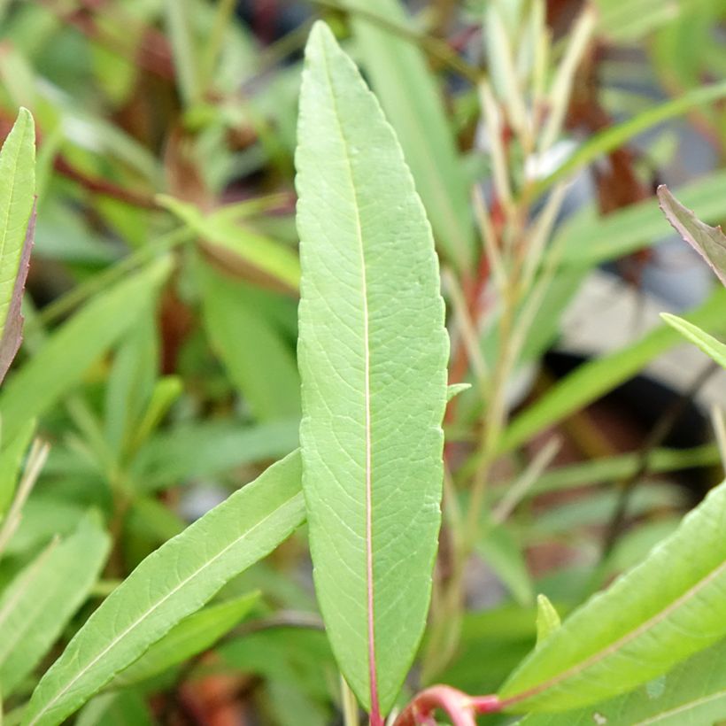 Salix sachalinensis Sekka - Salgueiro (Folhagem)