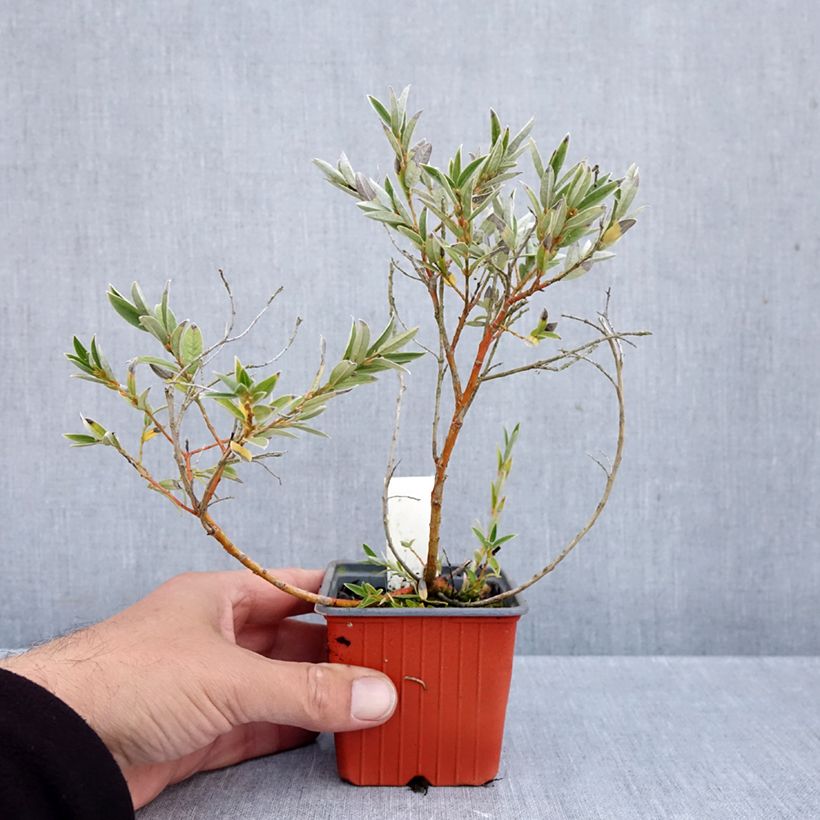 Amostra de Salix subopposita - Salgueiro Vaso de 8/9 cm tal como entregue no outono