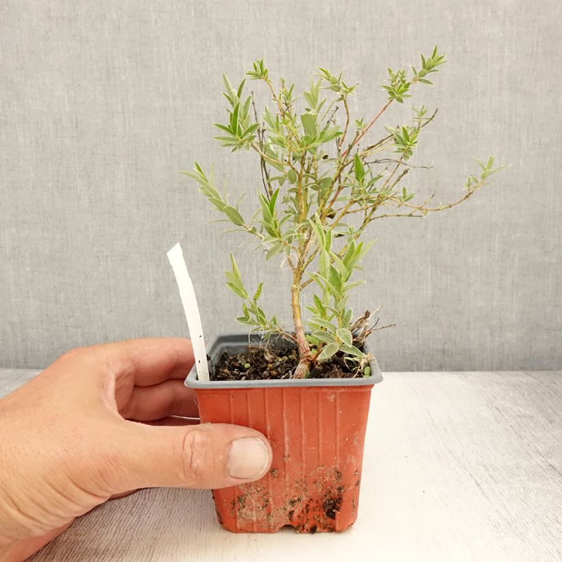 Amostra de Salix subopposita - Salgueiro Vaso de 8/9 cm tal como entregue no verão