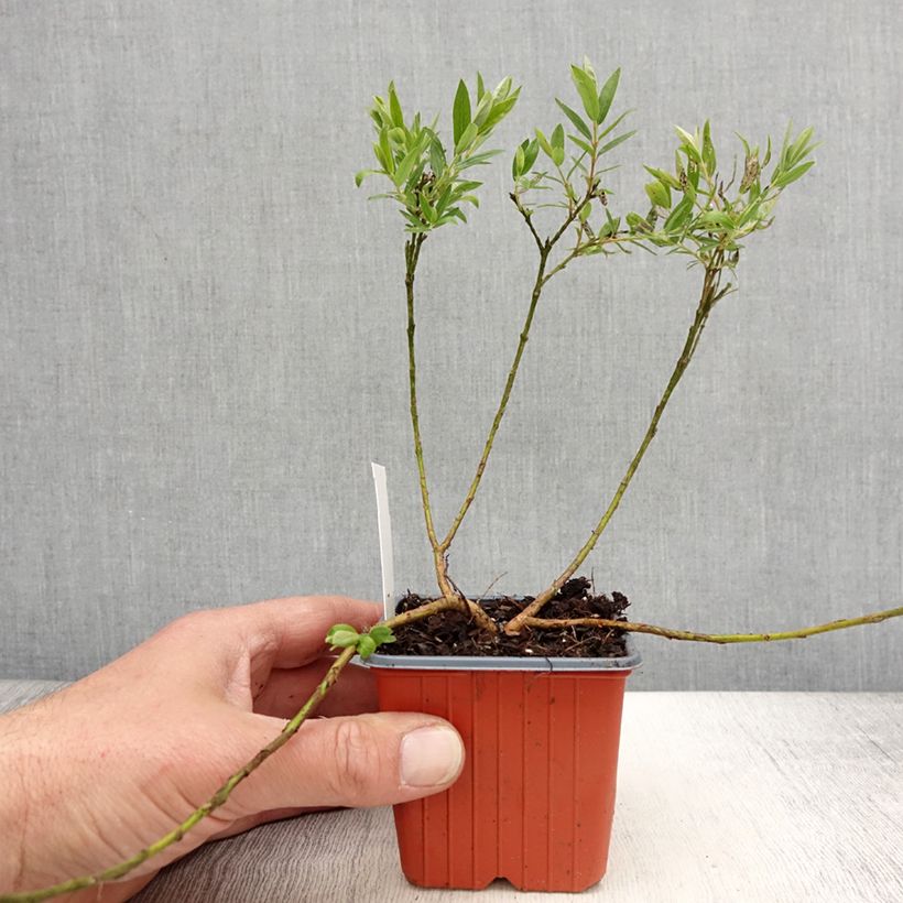 Amostra de Salix subopposita - Salgueiro Vaso de 8/9 cm tal como entregue na primavera
