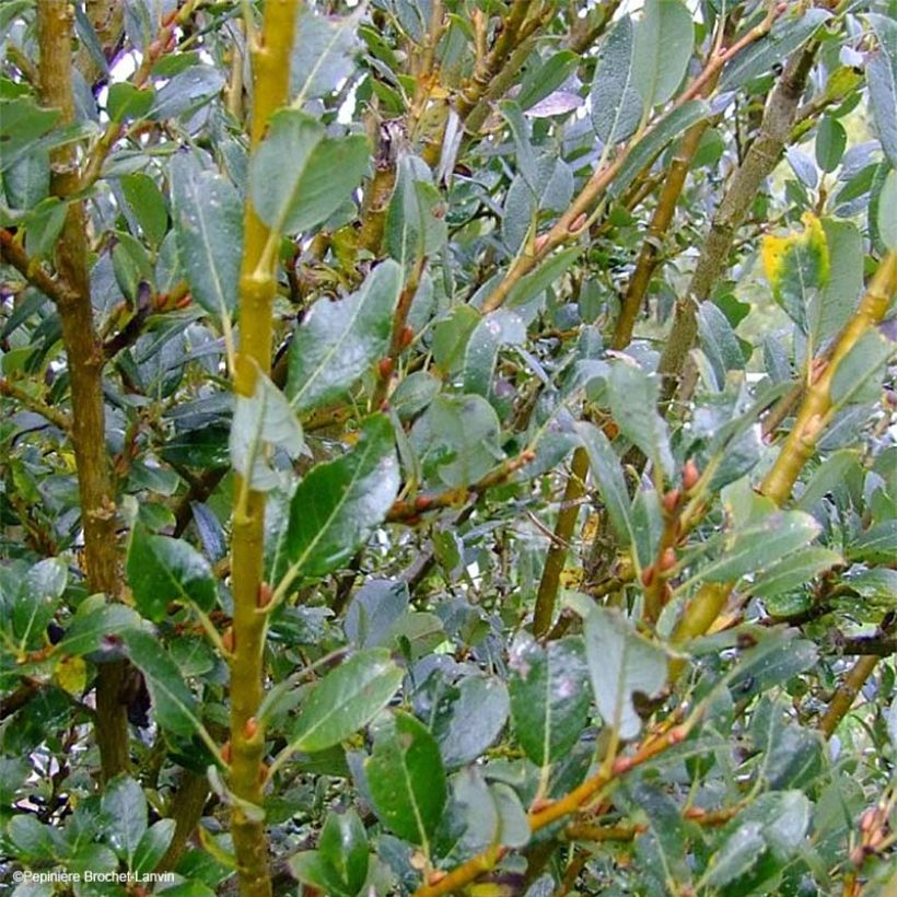 Salix × tetrapla - Salgueiro (Folhagem)