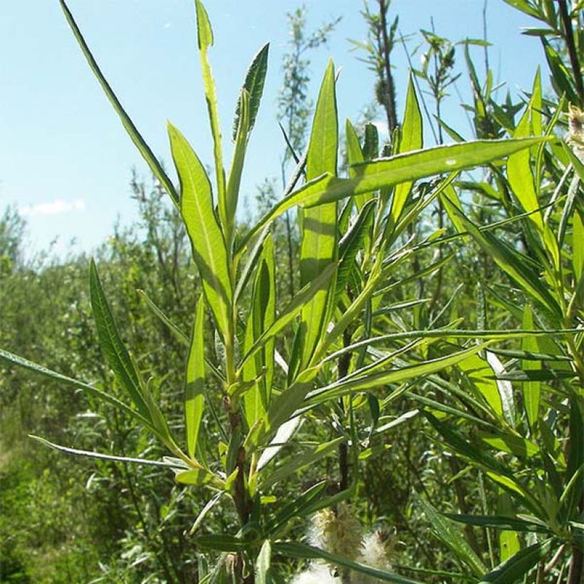 Salix viminalis - Vimeiro (Folhagem)