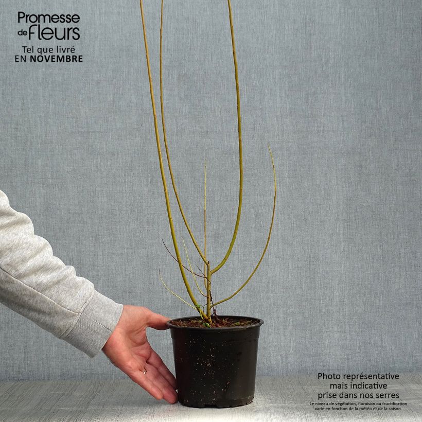 Amostra de Salix viminalis - Vimeiro Vaso de 1,5 L/2 L tal como entregue no outono