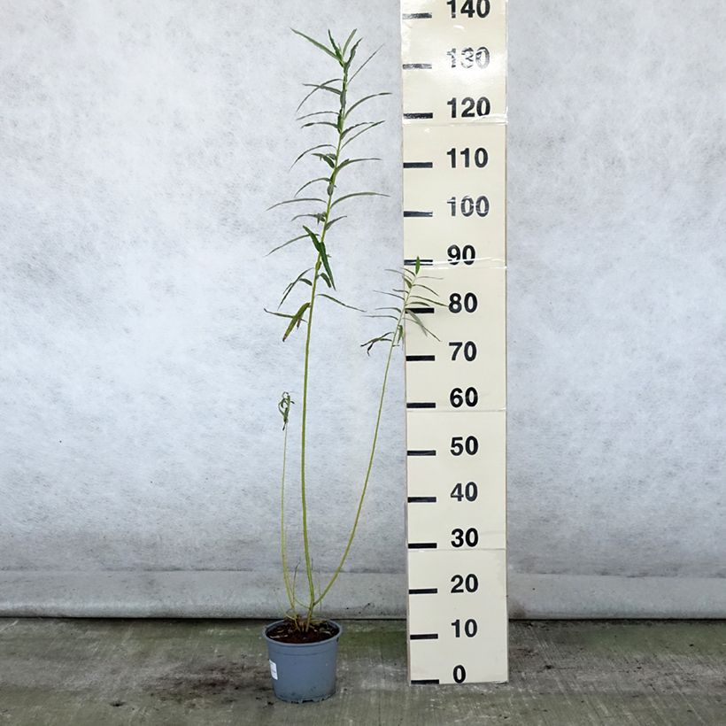 Amostra de Salix viminalis - Vimeiro Vaso de 1,5 L/2 L tal como entregue no verão