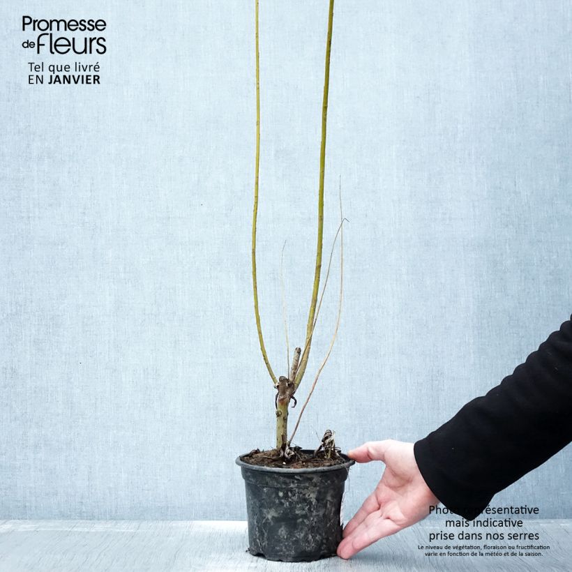 Amostra de Salix viminalis - Vimeiro Vaso de 1,5 L/2 L tal como entregue no inverno