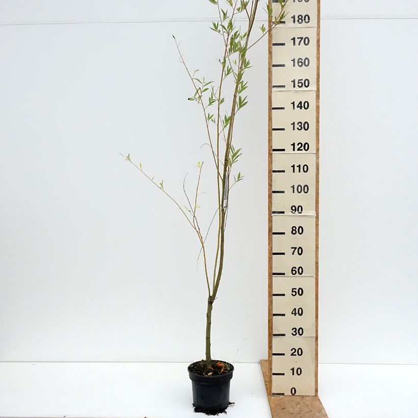 Amostra de Salix x fragilis Bullata - Saule cassant Vaso de 4 L/5 L tal como entregue no verão