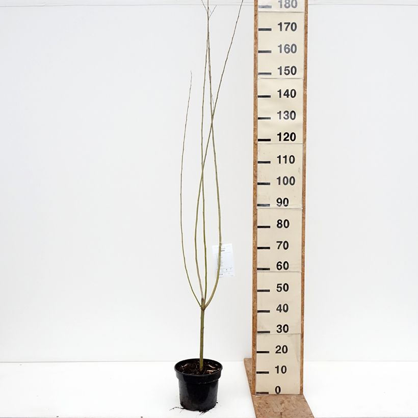 Amostra de Salix × fragilis Bullata - Salgueiro-frágil Vaso de 4 L/5 L tal como entregue no inverno