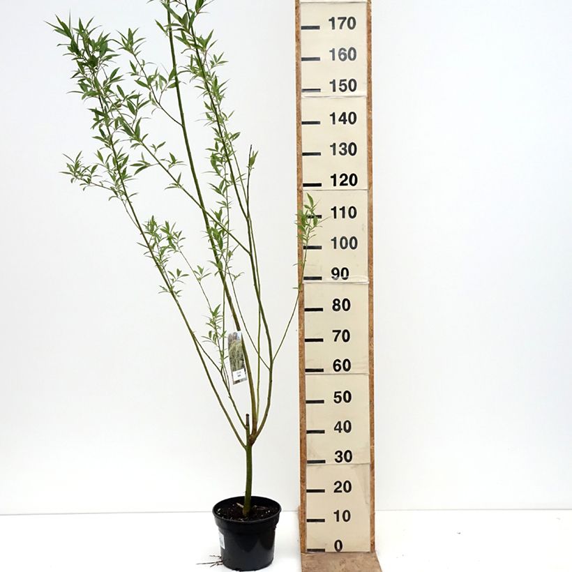 Amostra de Salix × fragilis Bullata - Salgueiro-frágil Vaso de 4 L/5 L tal como entregue na primavera
