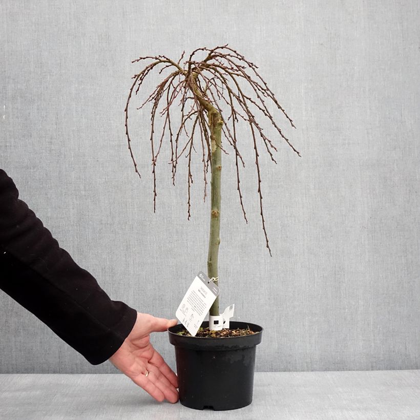 Amostra de Salix (x) simulatrix - Saule nain Pot de 2L/3L tal como entregue no inverno