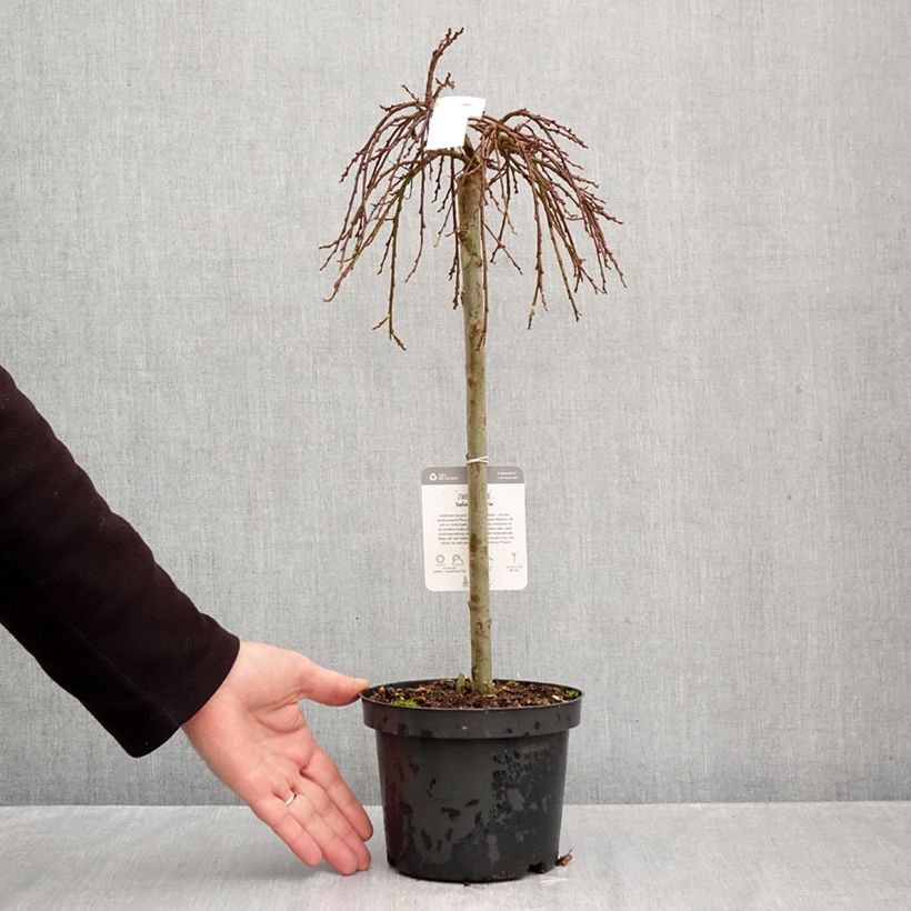 Amostra de Salix (x) simulatrix - Saule nain Pot de 2L/3L, Tige, Tige de 40 cm tal como entregue no outono