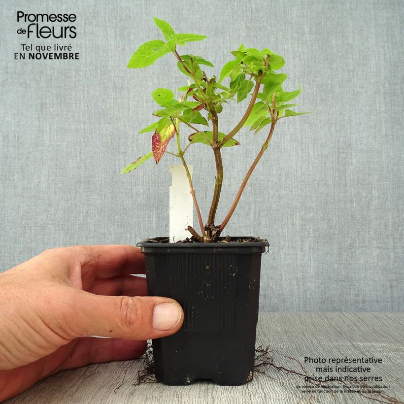 Amostra de Sálvia Amante Vaso de 8/9 cm tal como entregue no outono