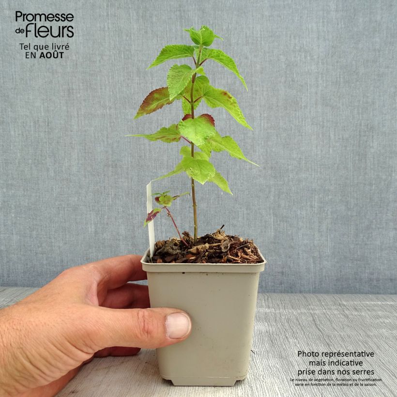 Amostra de Sálvia Amante Vaso de 8/9 cm tal como entregue no verão