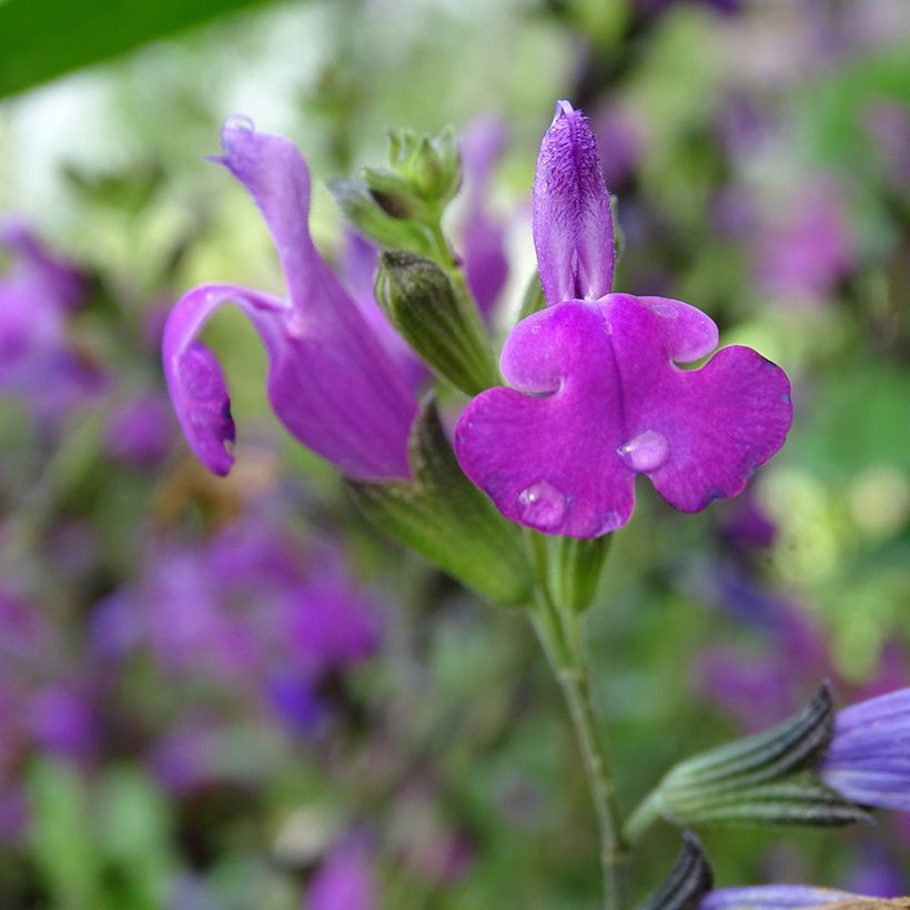 Sálvia greggii ARCTIC BLAZE Purple (Floração)