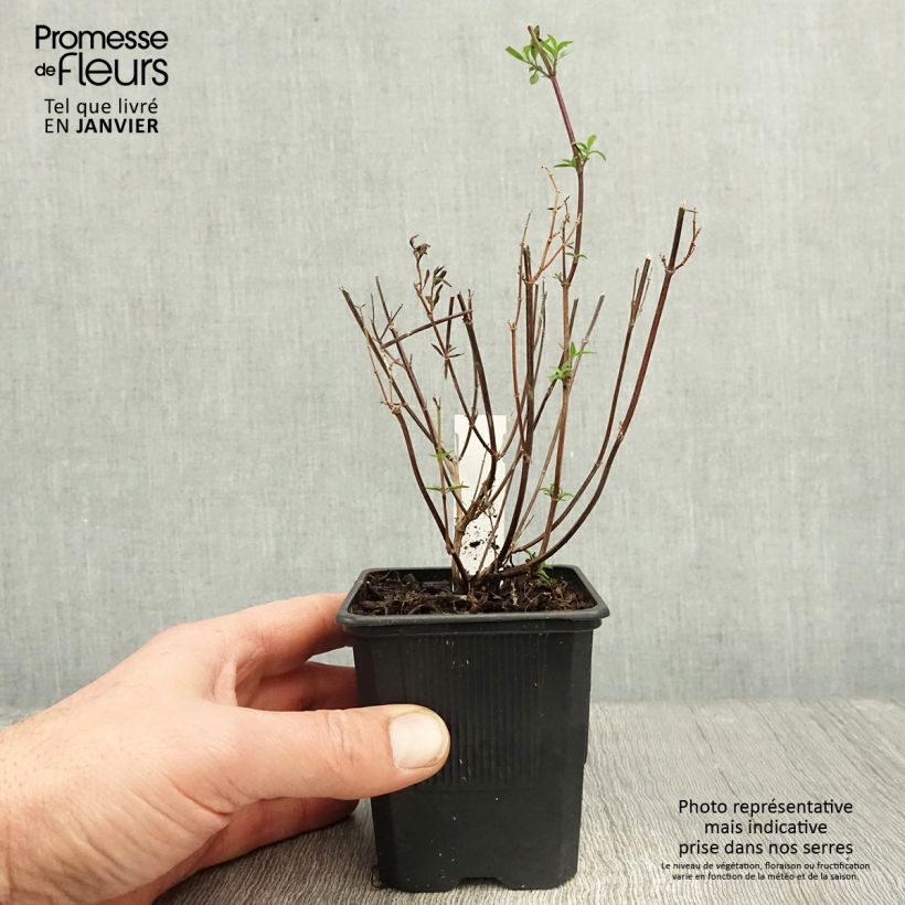 Amostra de Salvia Dyson's Joy - Sauge arbustive Vaso de 8/9 cm tal como entregue no inverno