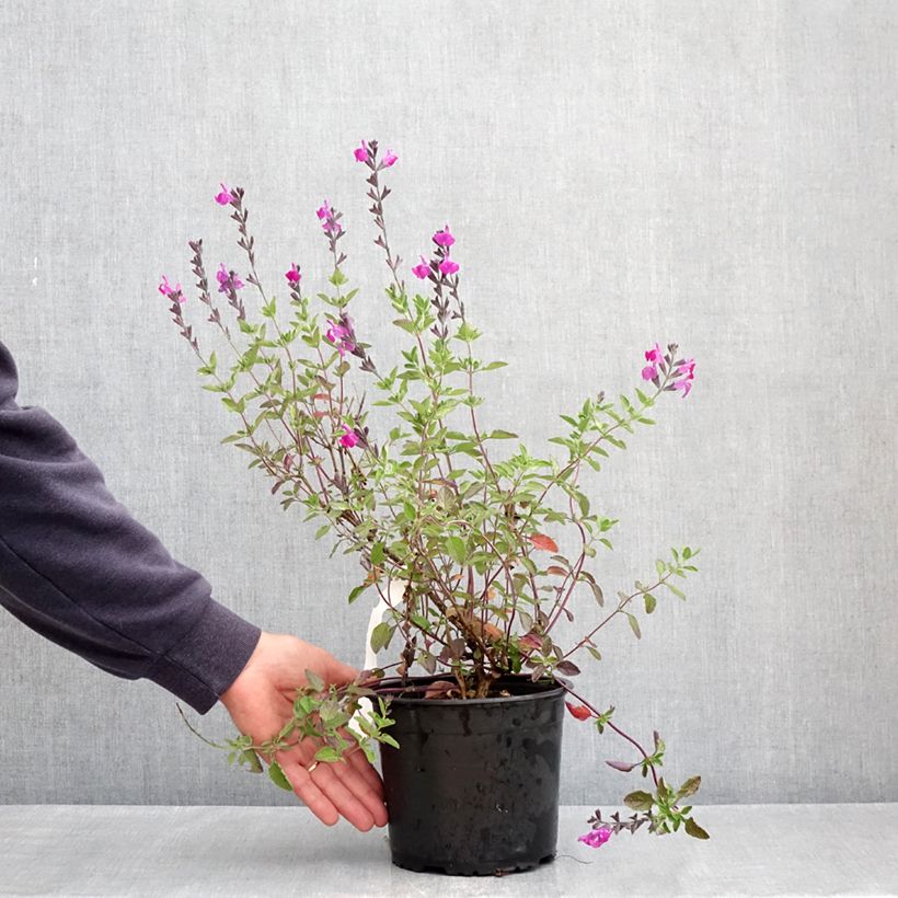 Amostra de Sálvia greggii ARCTIC BLAZE Purple Vaso de 2 L/3 L tal como entregue na primavera