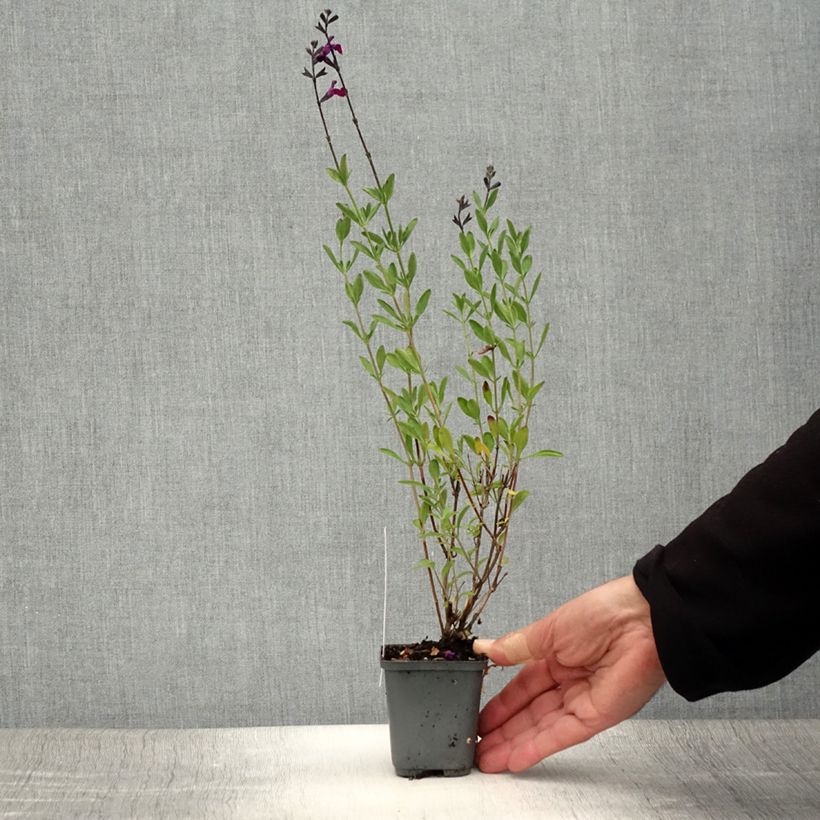 Amostra de Sálvia jamensis Violette de Loire® Barsal Vaso de 7/8 cm tal como entregue no verão