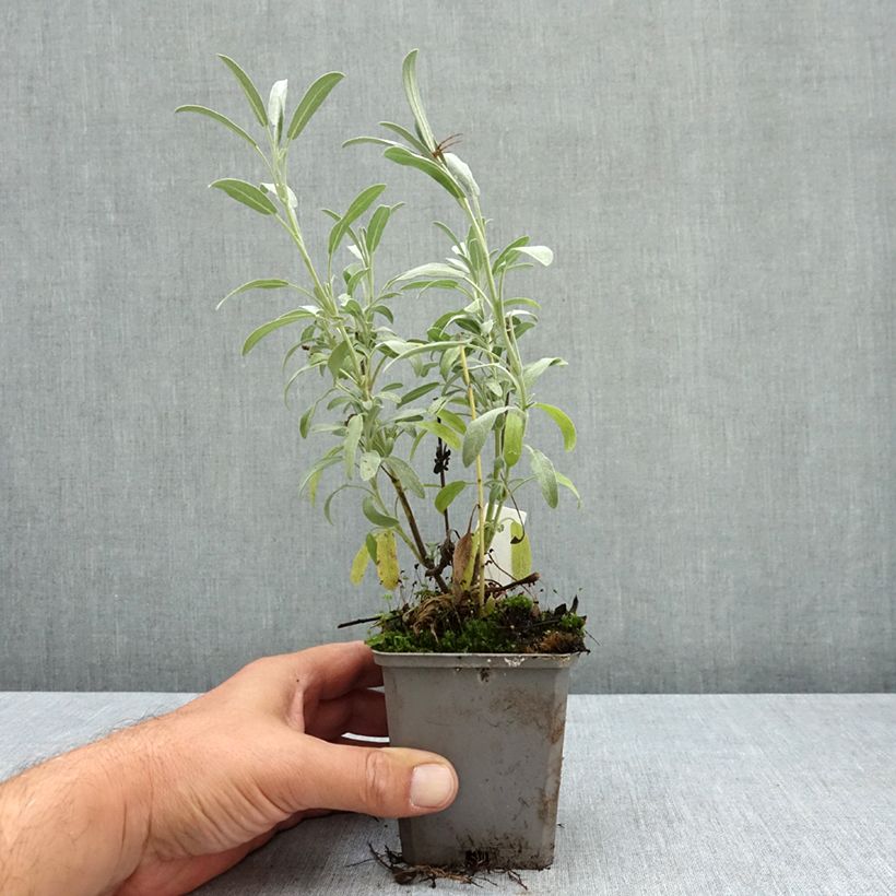 Amostra de Sálvia lavandulifolia Vaso de 8/9 cm tal como entregue no verão