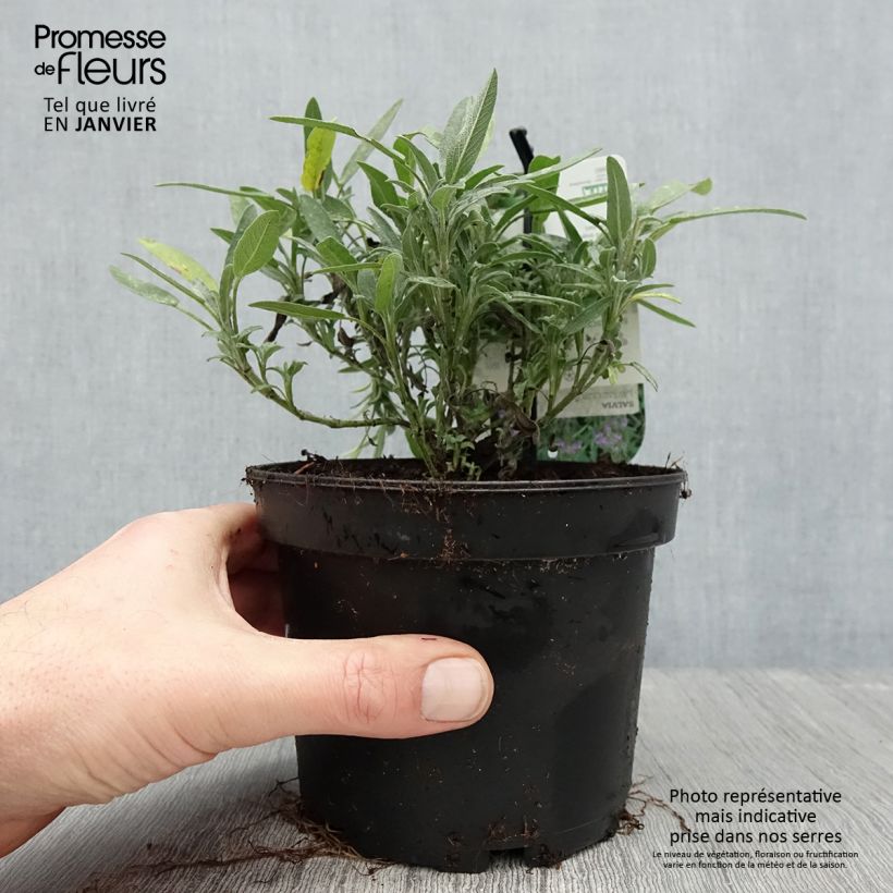 Amostra de Salvia lavandulifolia - Sauge à feuilles de lavande Pot de 1,5L/2L tal como entregue no inverno