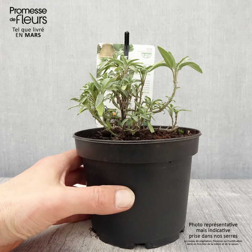 Amostra de Sálvia lavandulifolia Vaso de 1,5 L/2 L tal como entregue na primavera