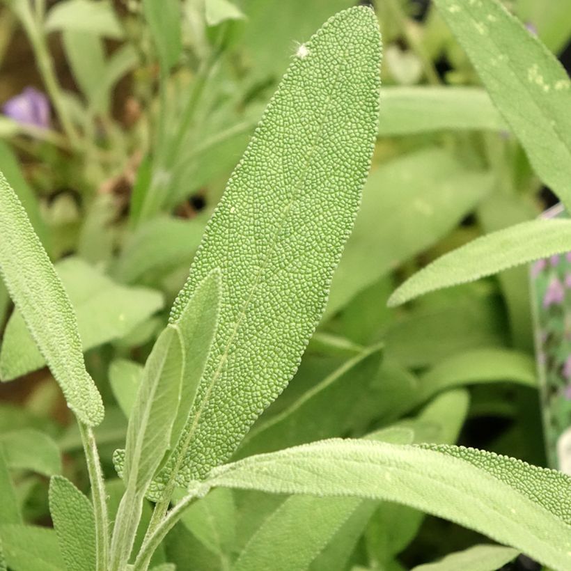 Sálvia lavandulifolia (Folhagem)
