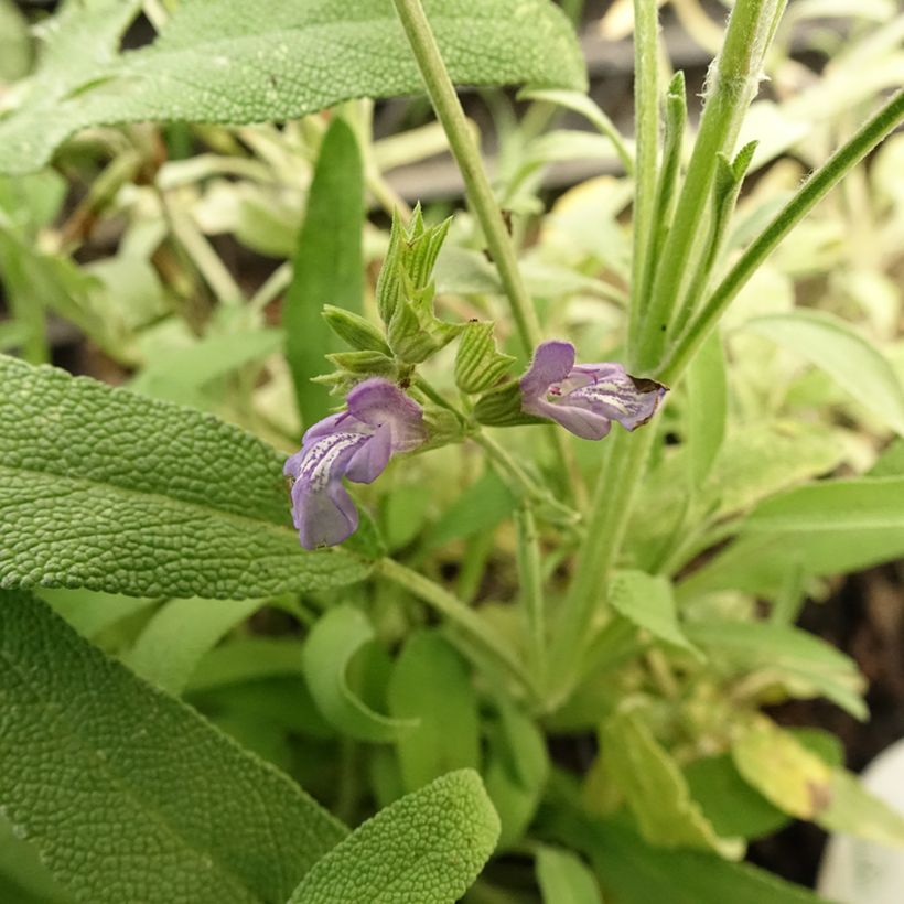 Sálvia lavandulifolia (Floração)