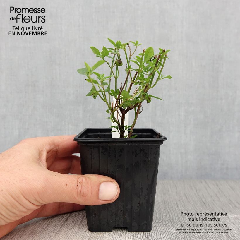 Amostra de Sálvia microphylla Delice Aquamarine Vaso de 8/9 cm tal como entregue no outono