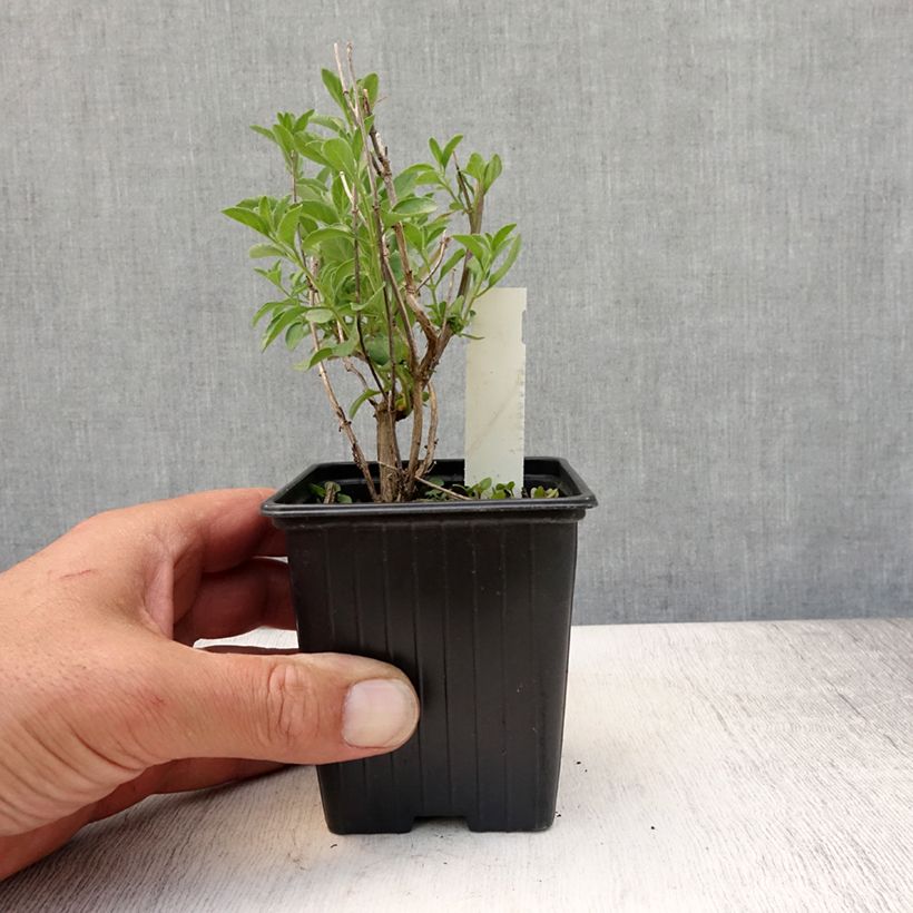 Amostra de Sálvia microphylla Delice Aquamarine Vaso de 8/9 cm tal como entregue no verão
