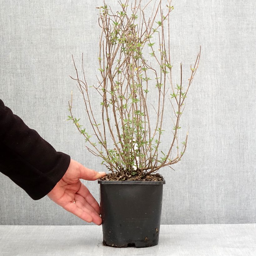 Amostra de Salvia microphylla Delice Fiona - Sauge arbustive Pot de 2L/3L tal como entregue no inverno