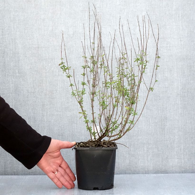 Amostra de Sálvia Delice Fiona Vaso de 2 L/3 L tal como entregue na primavera