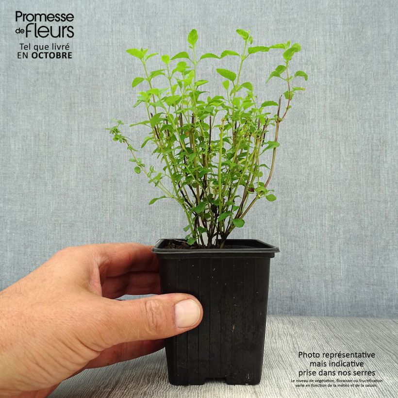 Amostra de Sálvia microphylla Little Kiss Vaso de 8/9 cm tal como entregue no outono