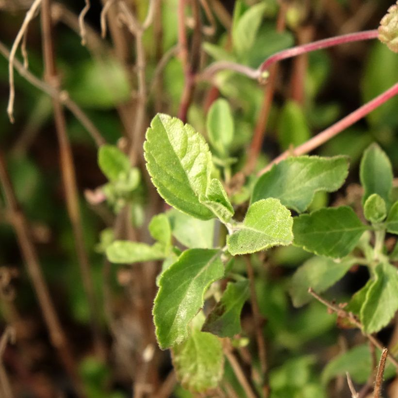 Sálvia microphylla Little Kiss (Folhagem)