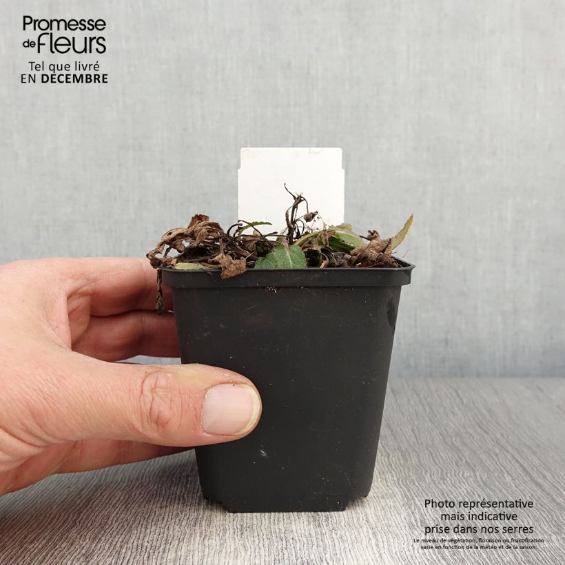 Amostra de Sálvia nemorosa Blue Bouquetta Alklf Vaso de 8/9 cm tal como entregue no outono