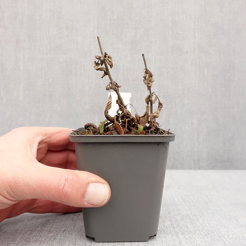 Amostra de Sálvia nemorosa Blue Bouquetta Alklf Vaso de 8/9 cm tal como entregue no inverno