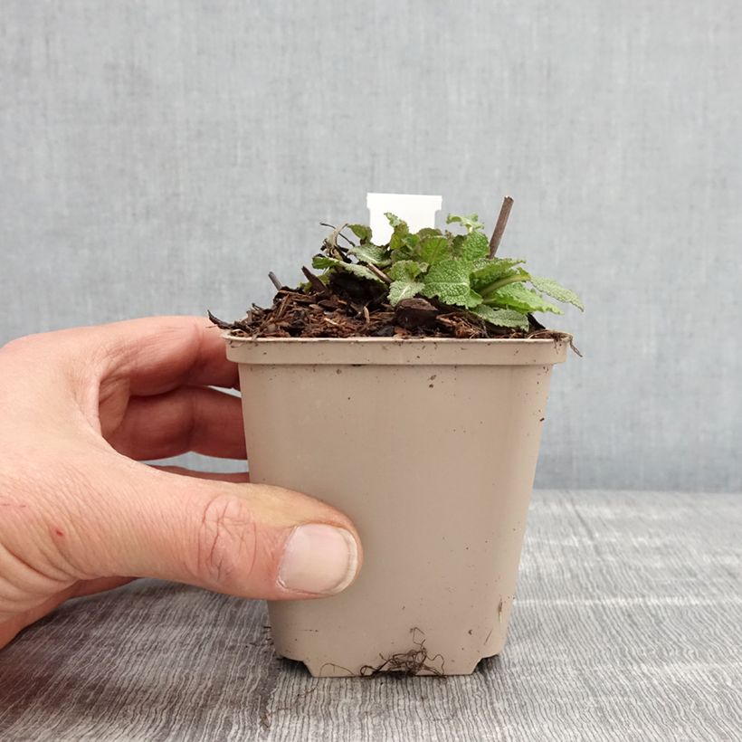 Amostra de Sálvia nemorosa Blue Bouquetta Alklf Vaso de 8/9 cm tal como entregue na primavera