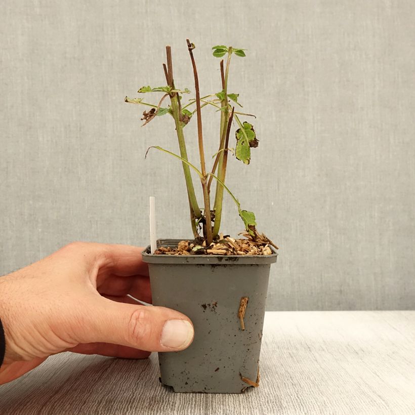 Amostra de Sálvia nemorosa Blue Marvel Vaso de 8/9 cm tal como entregue no outono