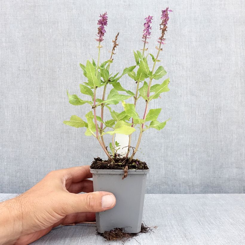 Amostra de Sálvia nemorosa Blue Marvel Vaso de 8/9 cm tal como entregue no verão