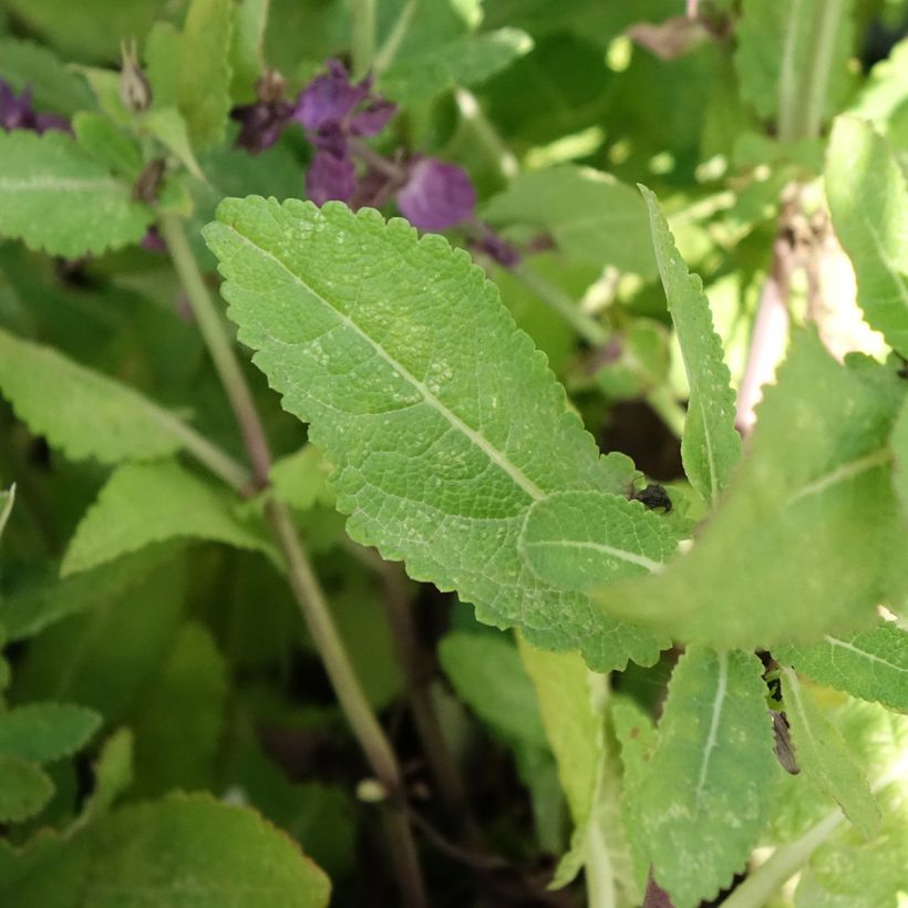 Sálvia nemorosa Blue Marvel (Folhagem)