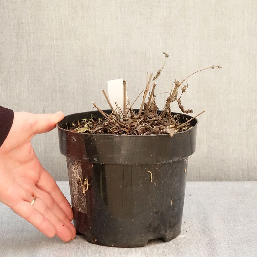 Amostra de Sálvia nemorosa Blue Marvel Vaso de 2 L/3 L tal como entregue no inverno